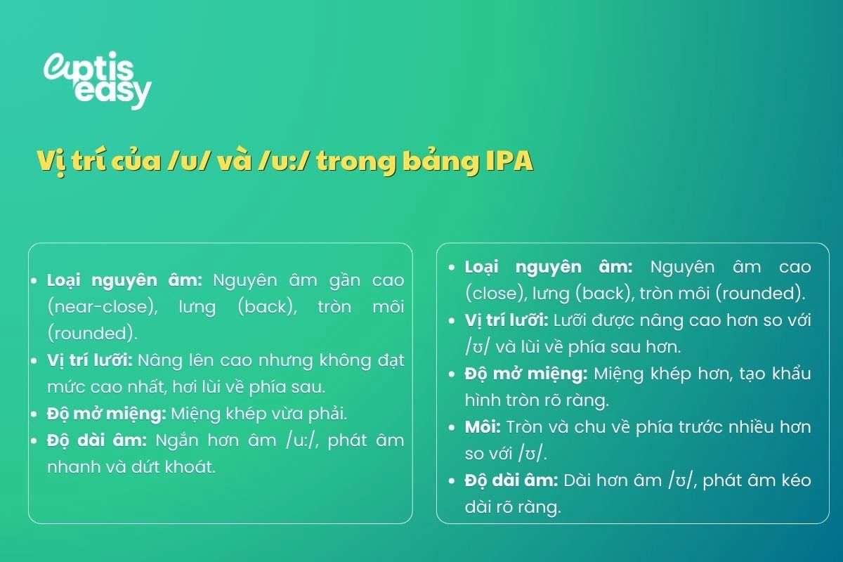 Vị trí của u ngắn u dài trong bảng IPA