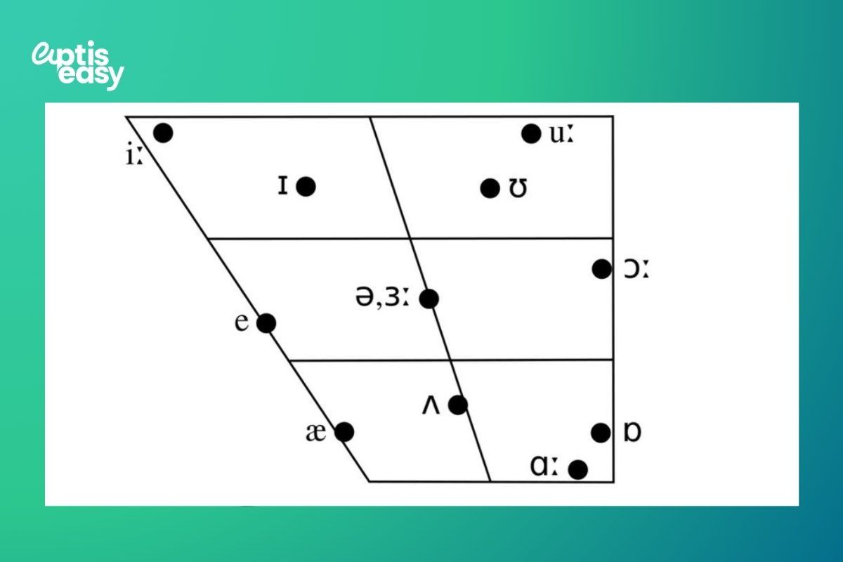 Vị trí nguyên âm /ɒ/ và /ɔː/ trong bảng IPA