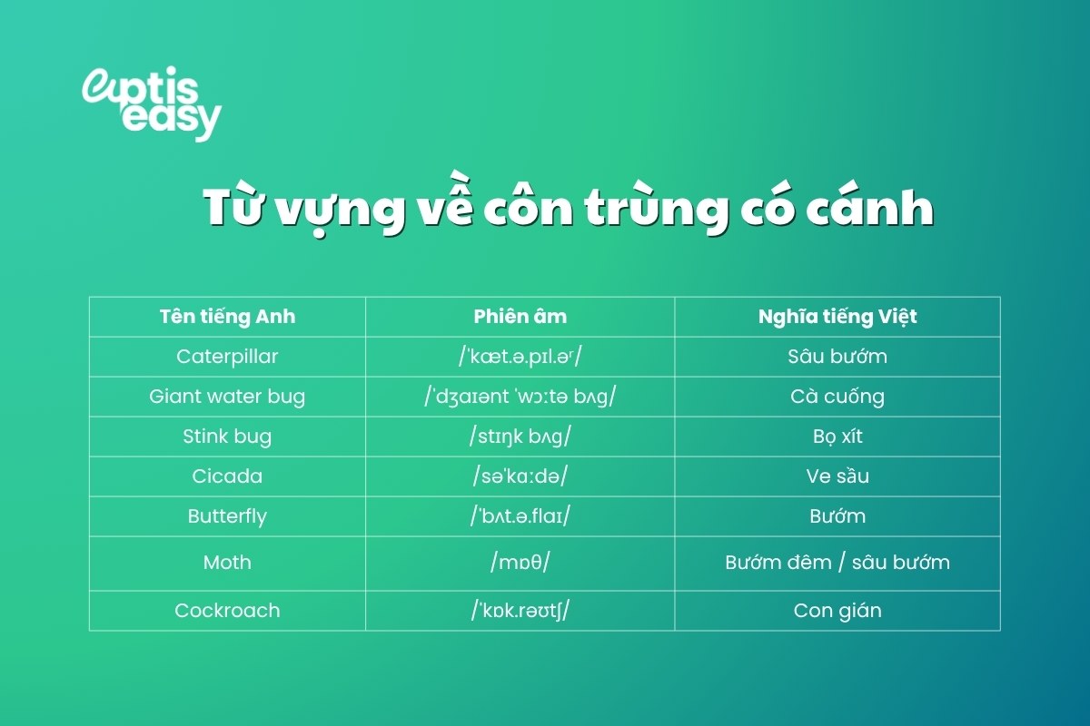tu-vung-ve-con-trung-co-canh