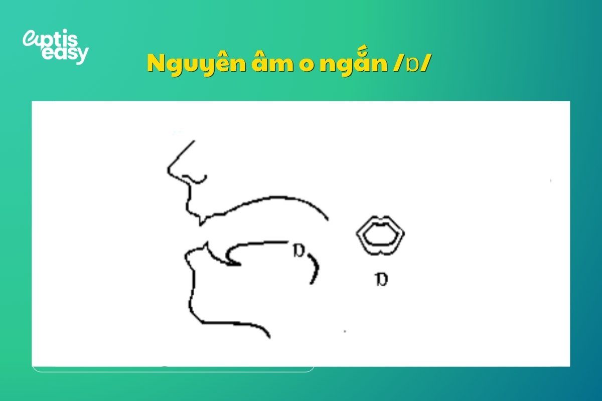Nguyên âm o ngắn /ɒ/